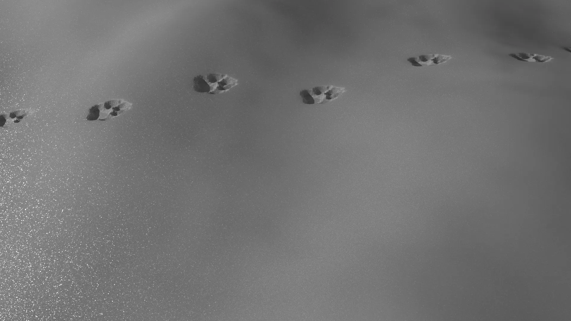 Dog tracks in the snow.